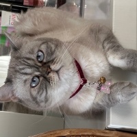 British Shorthair, Kedi  misha fotoğrafı