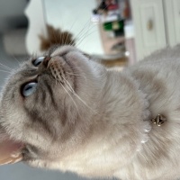 British Shorthair, Kedi  misha fotoğrafı