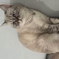 British Shorthair, Kedi  misha fotoğrafı