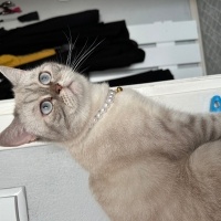 British Shorthair, Kedi  misha fotoğrafı
