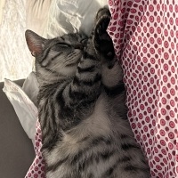 Tekir Kedi, Kedi  Fındık fotoğrafı