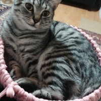 Tekir Kedi, Kedi  Fındık fotoğrafı