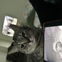 Tekir Kedi, Kedi  Fındık fotoğrafı