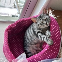Tekir Kedi, Kedi  Fındık fotoğrafı