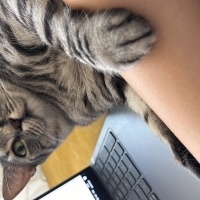 Tekir Kedi, Kedi  Fındık fotoğrafı