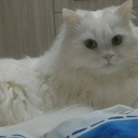 Chinchilla, Kedi  Kaymak fotoğrafı