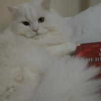 Chinchilla, Kedi  Kaymak fotoğrafı