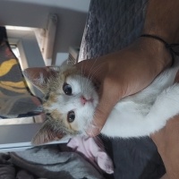 Van Kedisi, Kedi  Ayçörek fotoğrafı
