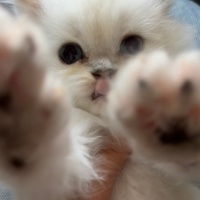 British Longhair, Kedi  Casper fotoğrafı