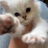 British Longhair, Kedi  Casper fotoğrafı