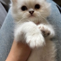 British Longhair, Kedi  Casper fotoğrafı