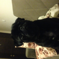 Pug, Köpek  Gece fotoğrafı