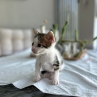 Tekir Kedi, Kedi  Mısır fotoğrafı