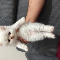İran Kedisi (Persian), Kedi  İRAN KEDİSİ fotoğrafı