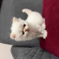 İran Kedisi (Persian), Kedi  İRAN KEDİSİ fotoğrafı