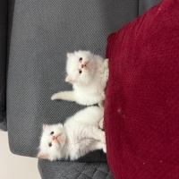İran Kedisi (Persian), Kedi  İRAN KEDİSİ fotoğrafı