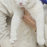 Van Kedisi, Kedi  Dorin fotoğrafı