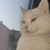 Van Kedisi, Kedi  Dorin fotoğrafı