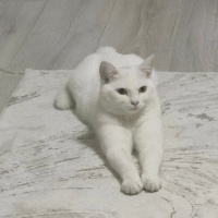 Van Kedisi, Kedi  Dorin fotoğrafı