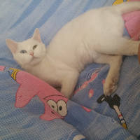 Van Kedisi, Kedi  Casper fotoğrafı