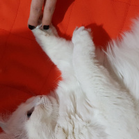 Van Kedisi, Kedi  Casper fotoğrafı