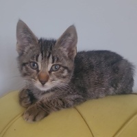 Tekir Kedi, Kedi  sütlaç ve maya fotoğrafı