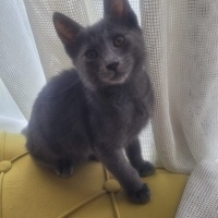 Tekir Kedi, Kedi  sütlaç ve maya fotoğrafı