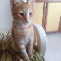 Sarman, Kedi  Mia fotoğrafı