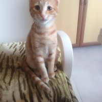 Sarman, Kedi  Mia fotoğrafı