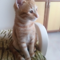 Sarman, Kedi  Mia fotoğrafı