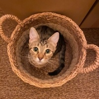 Tekir Kedi, Kedi  Cingöz fotoğrafı
