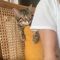 Tekir Kedi, Kedi  Cingöz fotoğrafı