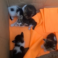 Tekir Kedi, Kedi  Cingöz fotoğrafı