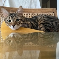 Tekir Kedi, Kedi  Cingöz fotoğrafı
