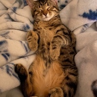 Tekir Kedi, Kedi  Cingöz fotoğrafı