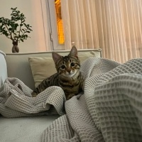 Tekir Kedi, Kedi  Cingöz fotoğrafı