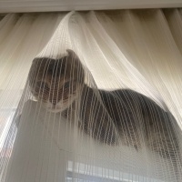 Tekir Kedi, Kedi  Cingöz fotoğrafı