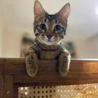 Tekir Kedi, Kedi  Cingöz fotoğrafı