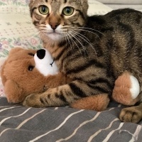Tekir Kedi, Kedi  Cingöz fotoğrafı