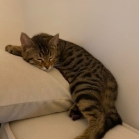 Tekir Kedi, Kedi  Cingöz fotoğrafı