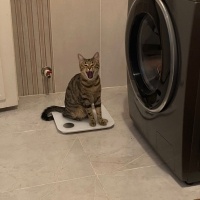 Tekir Kedi, Kedi  Cingöz fotoğrafı