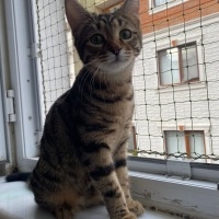 Tekir Kedi, Kedi  Cingöz fotoğrafı