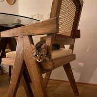 Tekir Kedi, Kedi  Cingöz fotoğrafı