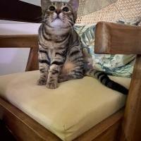 Tekir Kedi, Kedi  Cingöz fotoğrafı