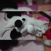 Pomeranyalı, Köpek  Mısır fotoğrafı