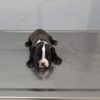 Fransız Bulldog, Köpek  Frenc buldog fotoğrafı