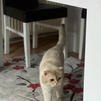Scottish Fold, Kedi  Aslan fotoğrafı