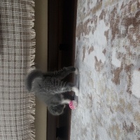 Scottish Fold, Kedi  Muzip fotoğrafı