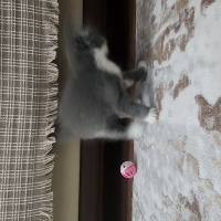 Scottish Fold, Kedi  Muzip fotoğrafı