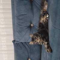 Norwegian Forest, Kedi  Asil fotoğrafı